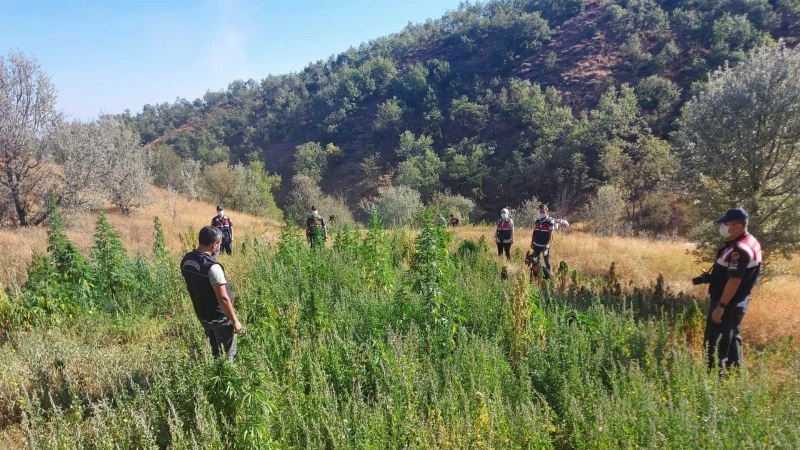 Ormanlık arazisini ’kenevir tarlası’, ağırı da ’kaçak içki’ imalathanesi yaptı: 1 gözaltı
