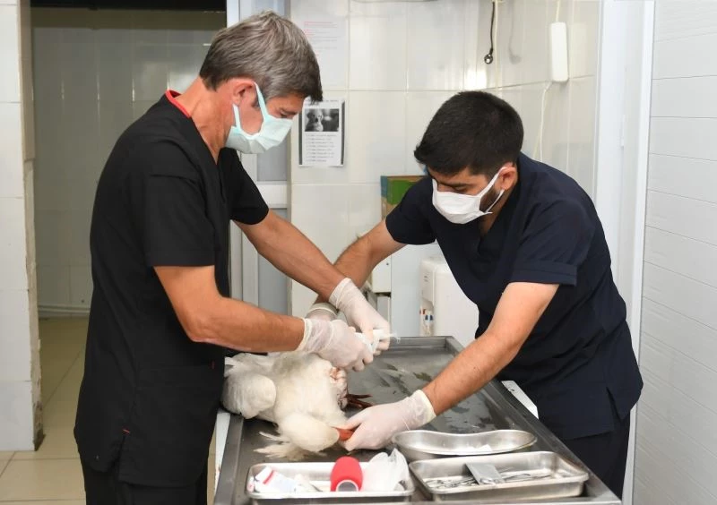 Yaralı leyleklere Esenyurt Belediyesi sahip çıktı
