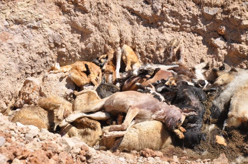 (Özel) İBB hayvan barınağında vahşet: Telef olmuş onlarca kedi ve köpek toplu mezara koyuldu
