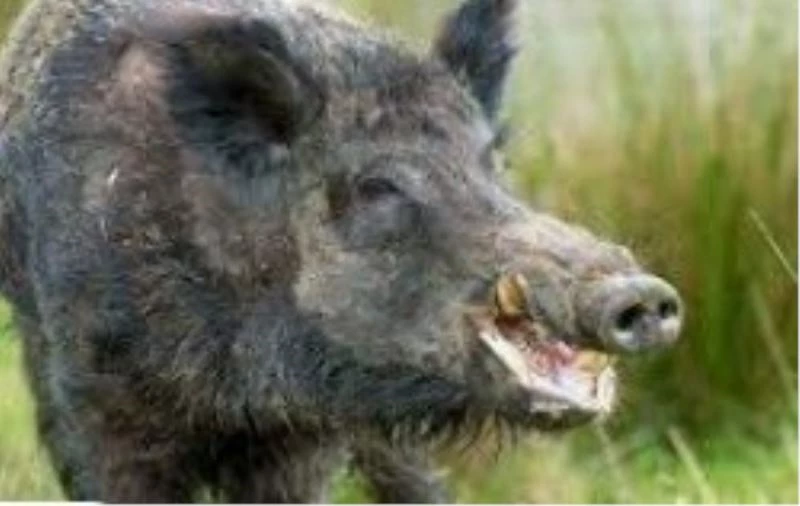 Yaban hayvanları avlanmasına başlanıyor
