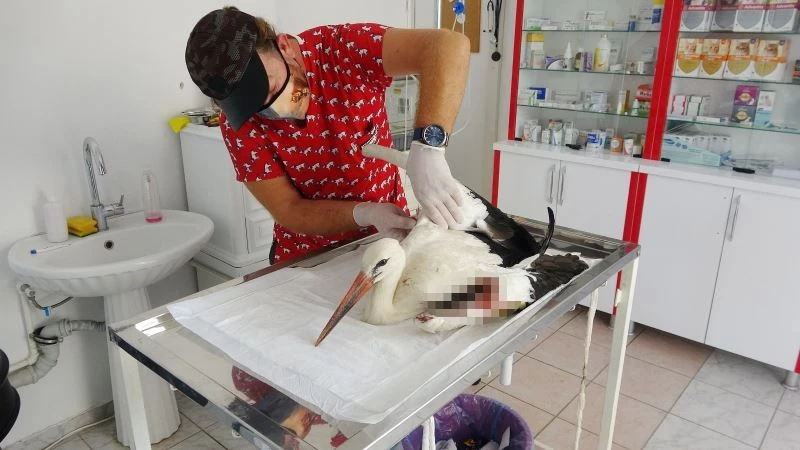 Tüfekten çıkan saçmalarla yaralanan dişi leylek tedavi altına alındı
