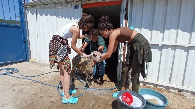 Ünlü oyunculardan orman yangınlarında zarar gören hayvanlara yardım eli
