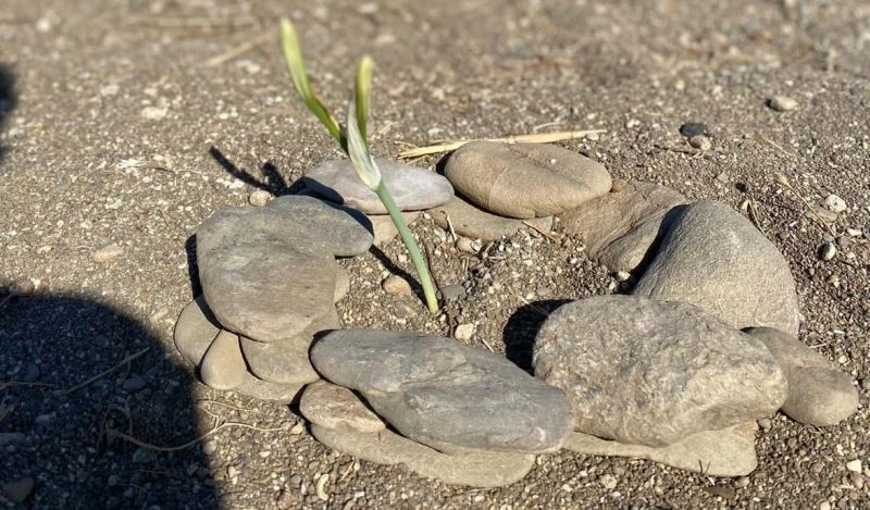 Kum zambakları çiçek açtı, koparmanın cezası 80 bin TL
