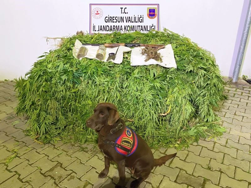 Giresun’da 513 kök kenevir bitkisi ele geçirildi
