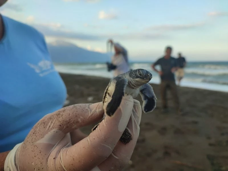 Hatay’da yavru kaplumbağalar denizle buluştu
