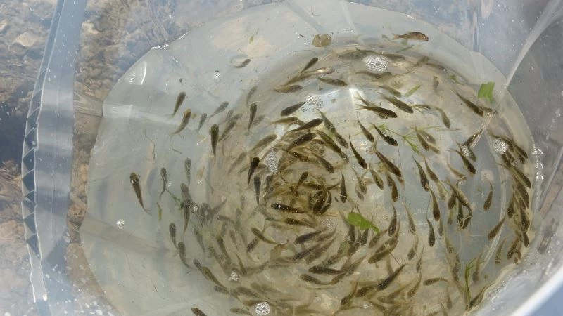 Muş’ta göl, gölet ve barajlara 1 milyon 281 bin yavru balık bırakıldı
