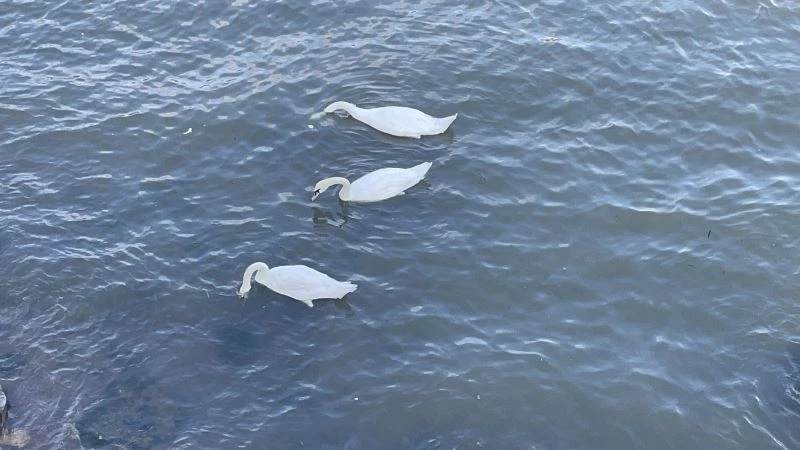 Göçmen kuğular Fatsa’da
