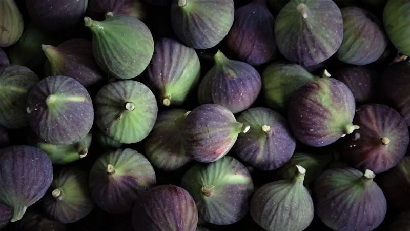 Siyah incirin dünya yolculuğu başladı
