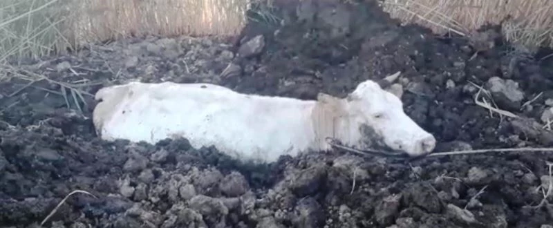 Gevaş’ta bataklığa saplanan inek kurtarıldı
