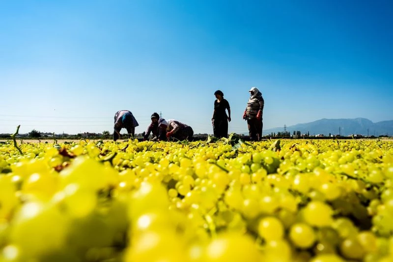 Dünyaca ünlü sultani üzüm kurutulması için serilmeye başlandı
