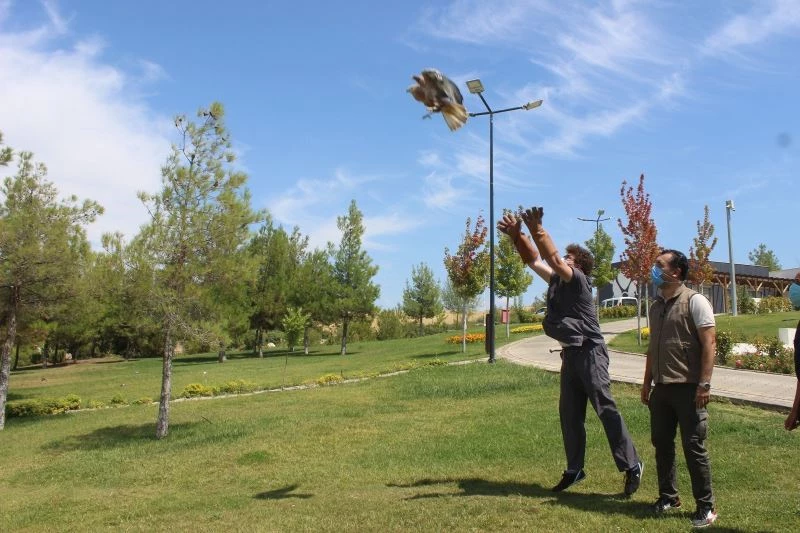 Yaralı şahine Büyükşehir şefkati
