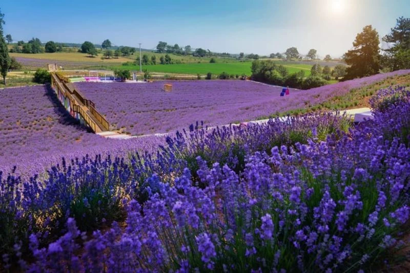  Muhteşem manzarasıyla görenleri mest ediyor
