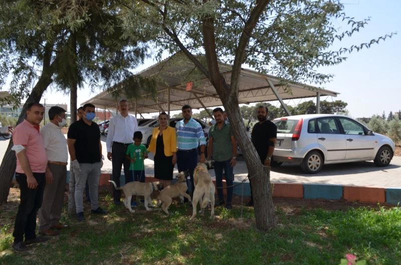 Kilis’te evcil hayvanlara önce kimlik sonra pasaport çıkarılacak
