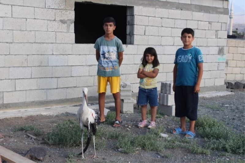 Uçmak isterken yuvadan düşen yavru leyleğin kanadı kırıldı
