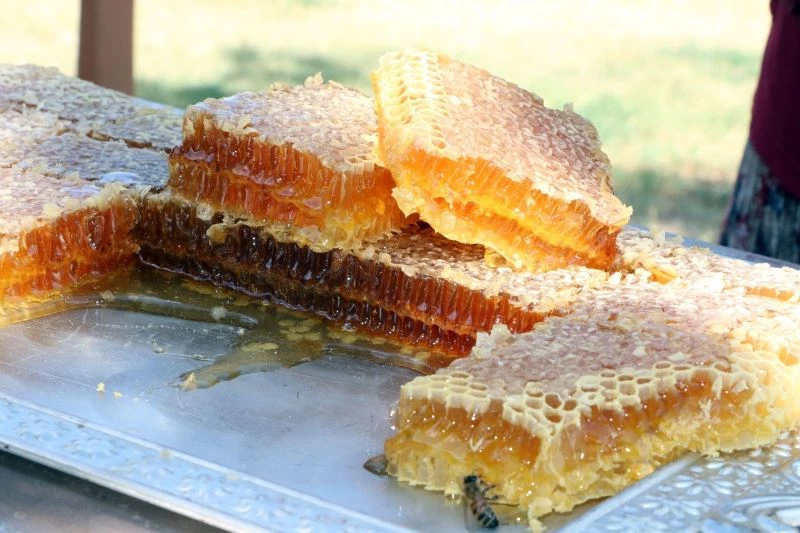 Bozok Yaylasında bal hasadı başladı
