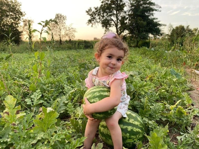 Düzce’de fındıktan sonra en çok ceviz yetişti
