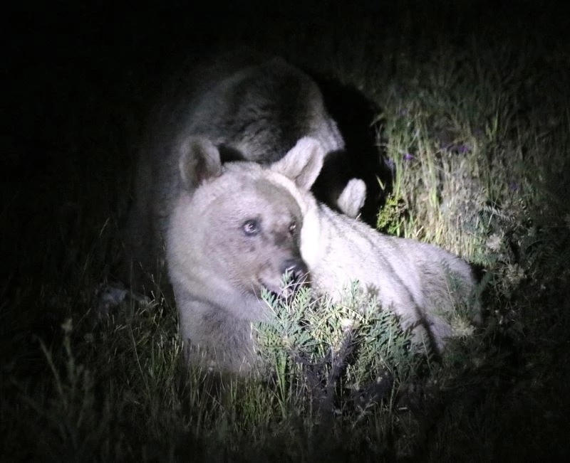 Nemrut’un ayıları gece görüntülendi
