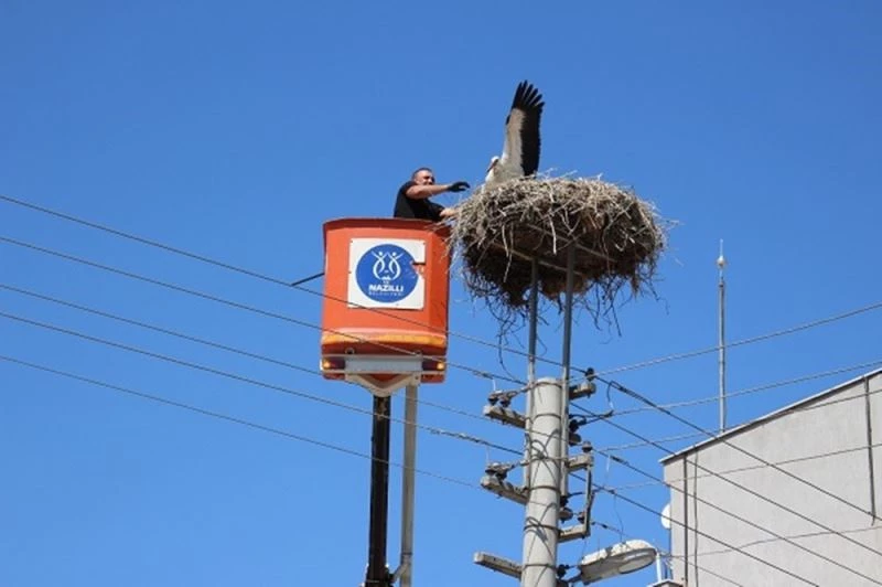 Nazilli Belediyesi yaralı leyleğe sahip çıktı
