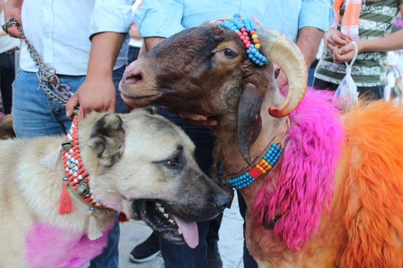 8 asırlık geleneği yaşatacak koyunlar, çoban köpekleri eşliğinde kentin göbeğinde yürüdü
