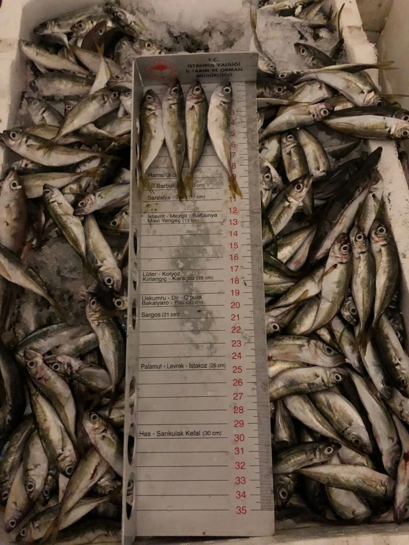 Yasak avlanan yarım ton balığına  el konuldu
