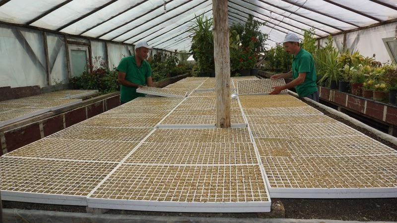 Beypazarı Belediyesi seralarında üretim sürüyor
