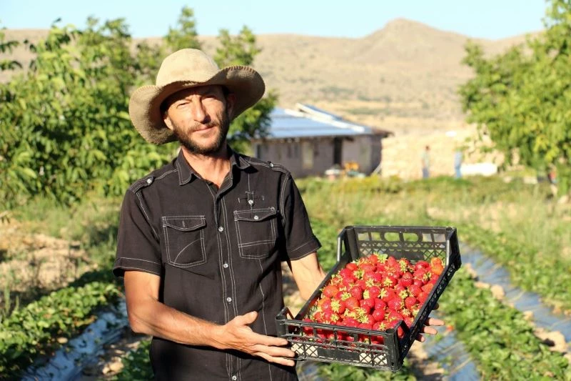 Köyüne dönerek organik çilek yetiştirmeye başladı, şimdi taleplere yetişemiyor
