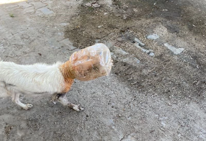 Başı plastik bidona sıkışan köpeği belediye ekipleri kurtardı
