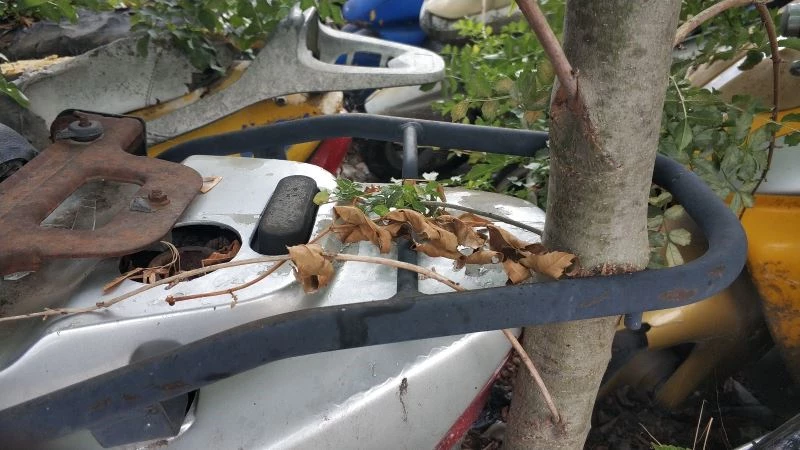 Otoparka terk edilen motosikletin bagaj rafı arasından ağaç büyüdü
