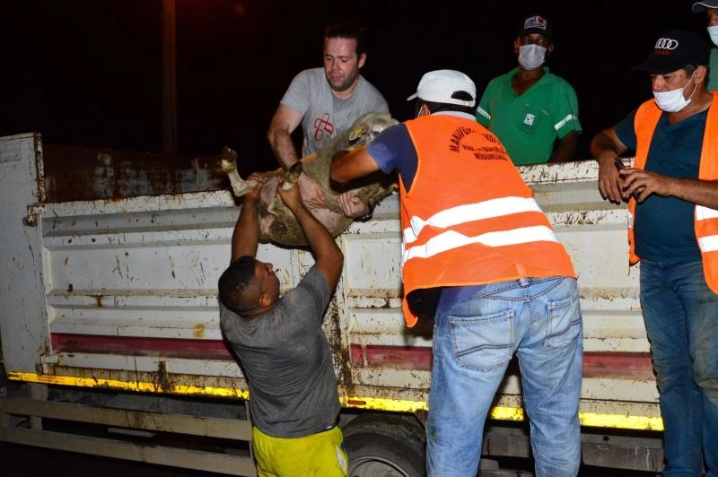 Manavgat Belediyesi’nden,  yangınzedelere  küçükbaş hayvan desteği
