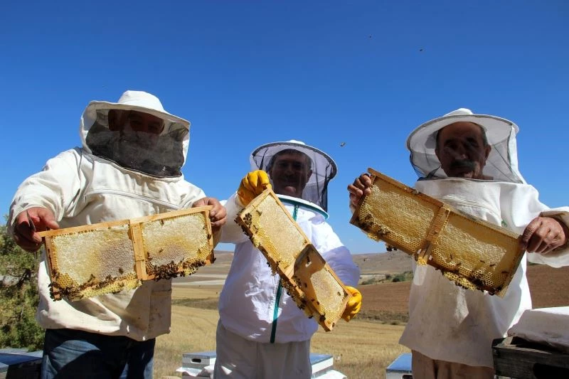 En tatlı hasat başladı, üreticiler kuraklıktan dertli
