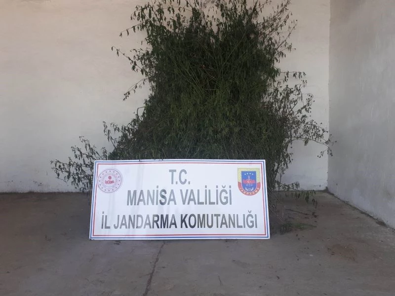 Manisa’da 496 kök kenevir ele geçirildi
