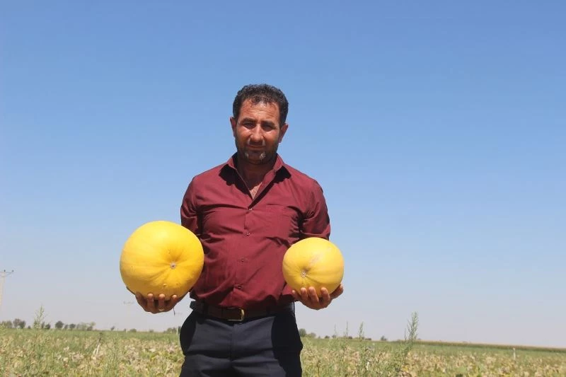 Merak üzerine ekmeye başladı, üretimini her yıl arttırdı
