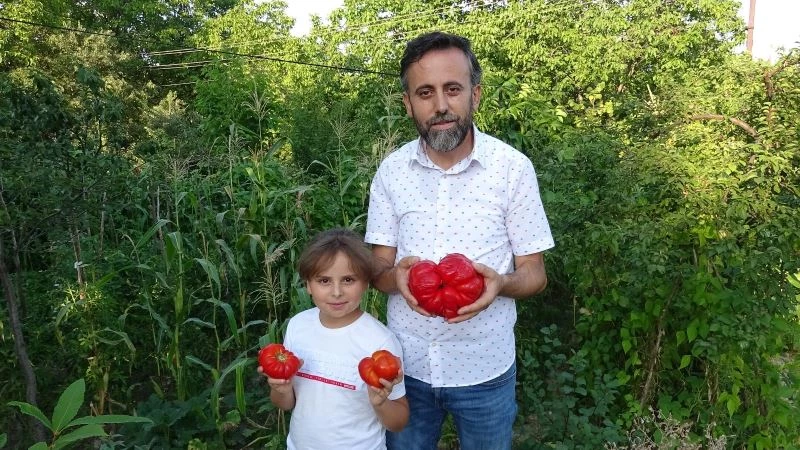 1 kilo 372 gram ağırlığındaki “Maniye” domatesi, görenleri şaşırtıyor
