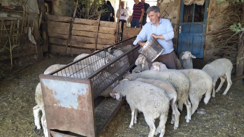 Besiciye yem desteği
