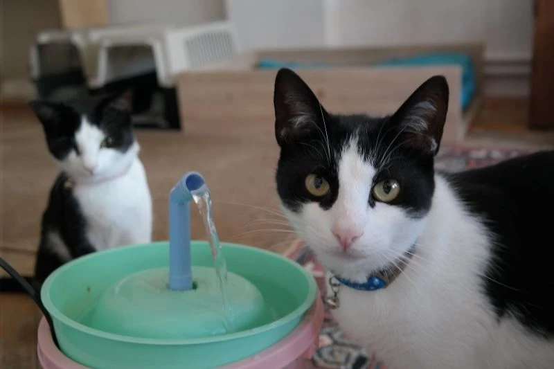 Hayvansever kedileri için bunu yaptı
