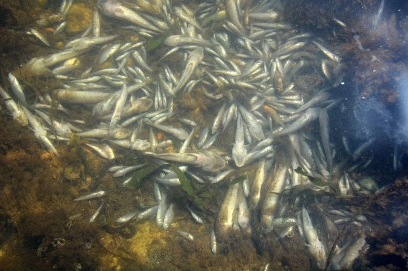 İspanya kıyılarında tonlarca balık öldü
