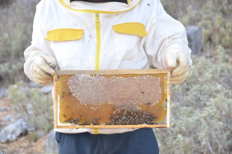 2 bin metrede kovanından çıkmadan satılıyor, kilogramı 150 TL den alıcı buluyor
