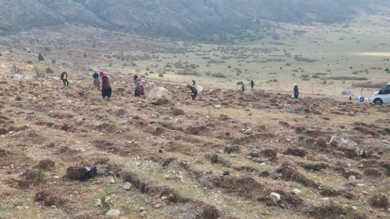 Afyon’un yüzölçümüne göre orman varlığı yüzde 23’lere çıktı
