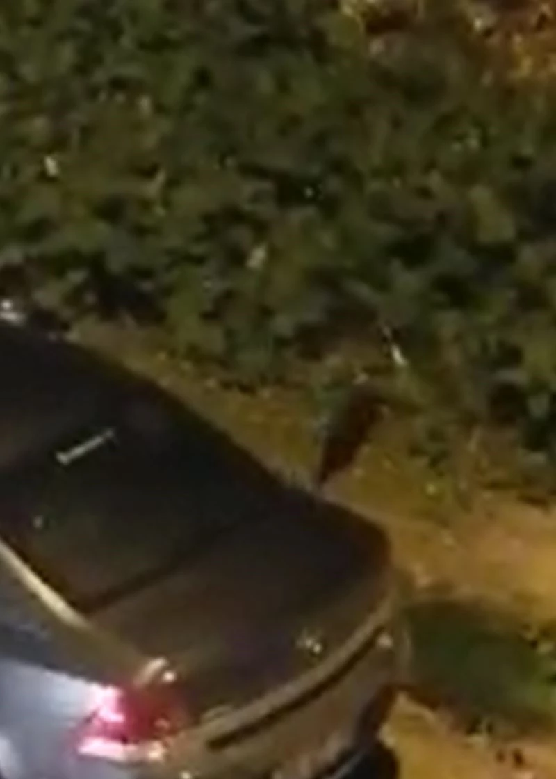 Sansar yolunu şaşırıp şehre indi
