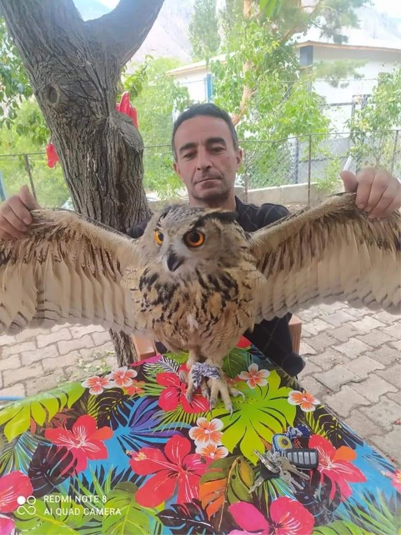 Yaralı halde bulduğu baykuşu tedavi edip doğaya saldı
