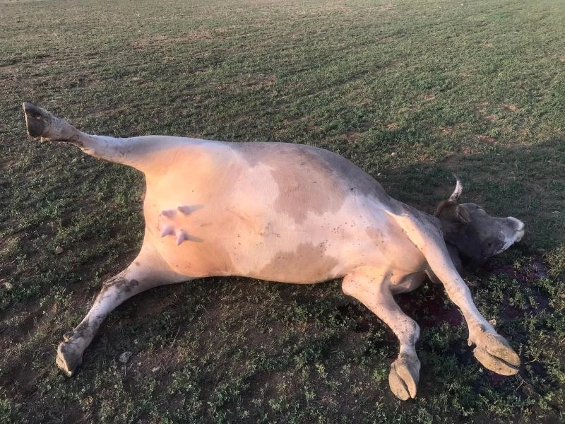Haybulans, 180 hayvanı telef olmaktan kurtardı!
