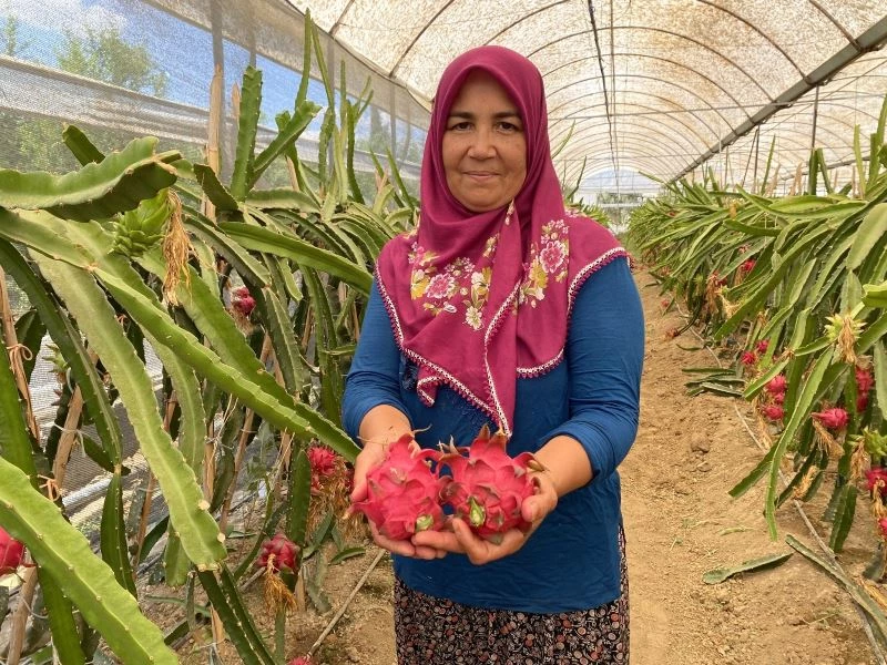Girişimci ev hanımı iki yılda ürettiği ejder meyvesi ile yurt dışına açıldı
