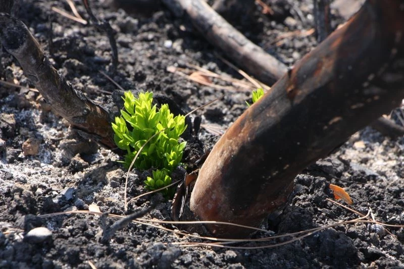 Orman yangınında yanan ağaçların kökleri filizlendi
