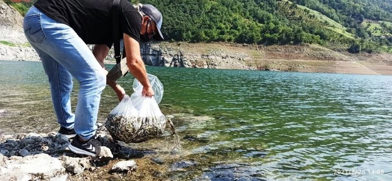 Samsun’da su kaynaklarına 1,6 milyon sazan yavrusu
