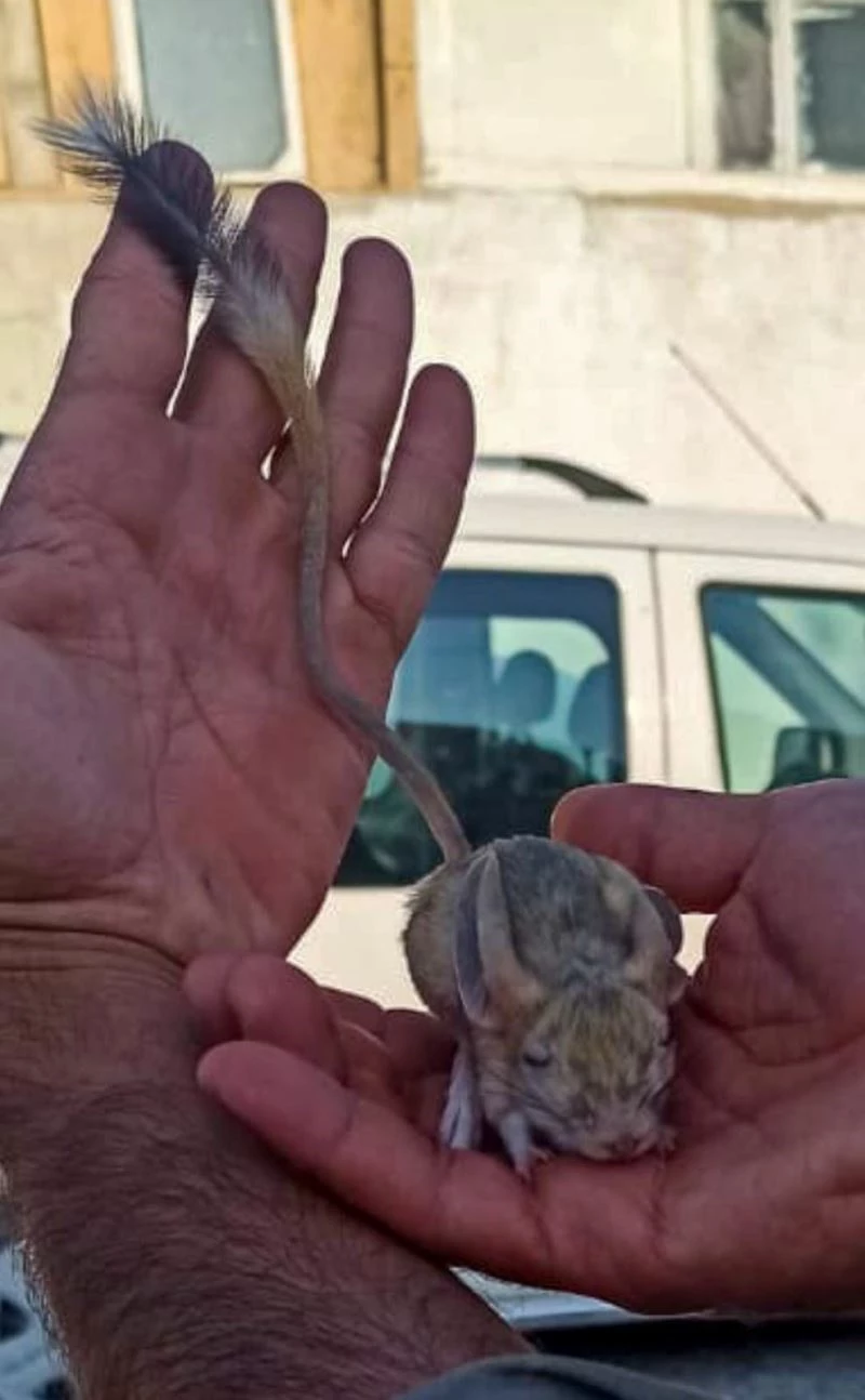 Elazığ’da nesli tükenme tehlikesi altında bulunan Arap tavşanı görüntülendi
