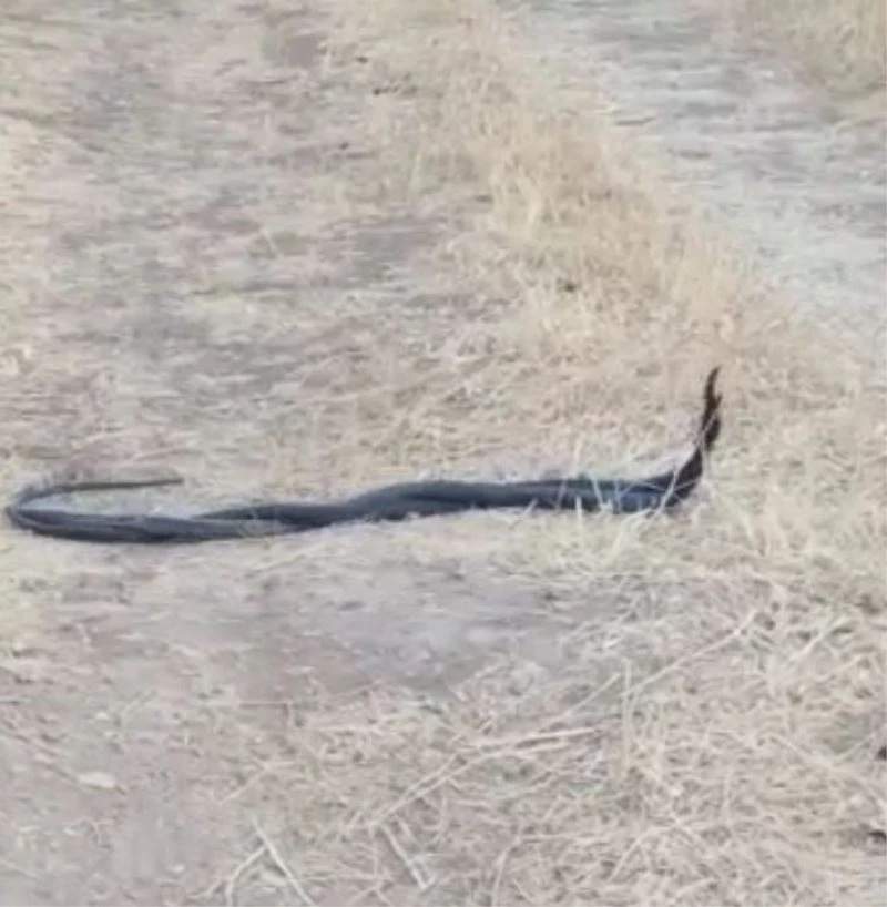 Diyarbakır’da yılanların çiftleşme dansı böyle görüntülendi
