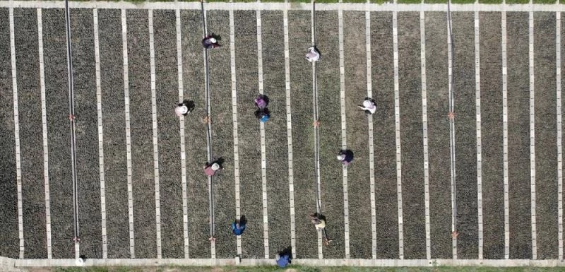 Doğu Akdeniz ve Güneydoğu Anadolu