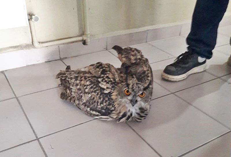 Yaralı kulaklı orman baykuşu tedavi altına alındı
