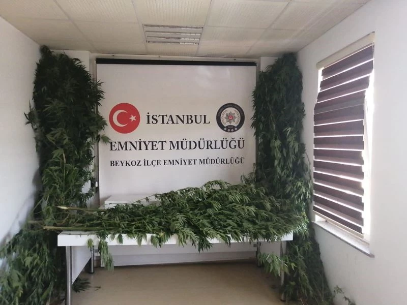 Beykoz’da kenevir tarlasına çevrilen evde 19 kilo kenevir ele geçirildi

