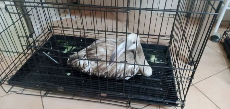 Yaralı flamingo, tedavisinin ardından hayvanat bahçesine gönderilecek
